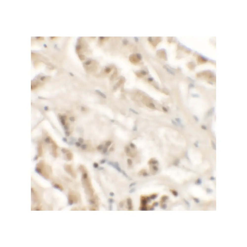 ProSci 6793_S GZF1 Antibody, ProSci, 0.02 mg/Unit Secondary Image