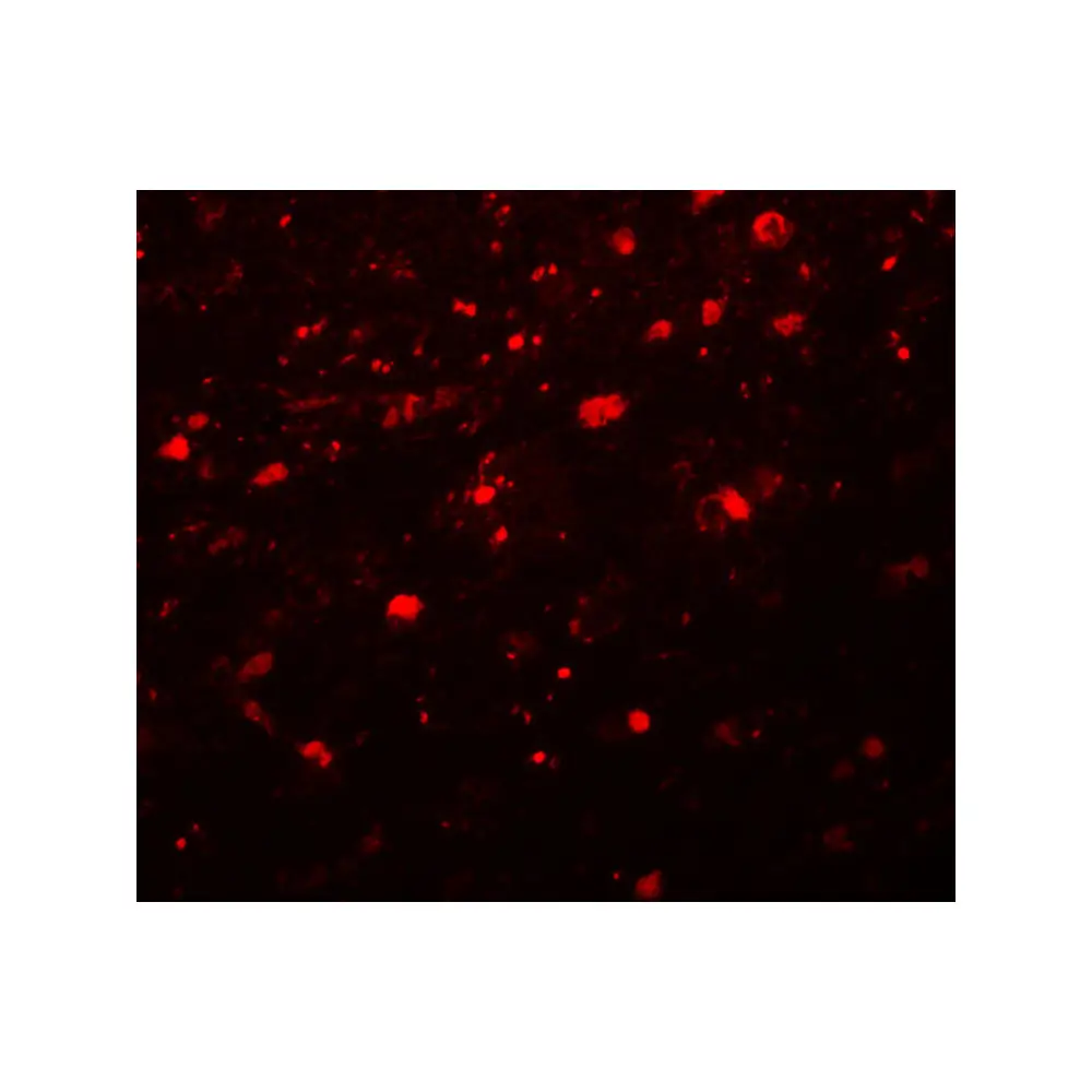 ProSci 5545_S Girdin Antibody, ProSci, 0.02 mg/Unit Secondary Image