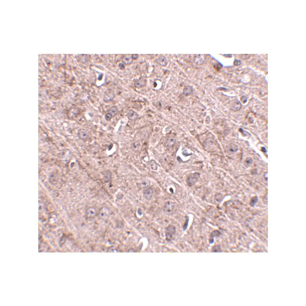 ProSci 4973 Gle1 Antibody, ProSci, 0.1 mg/Unit Secondary Image
