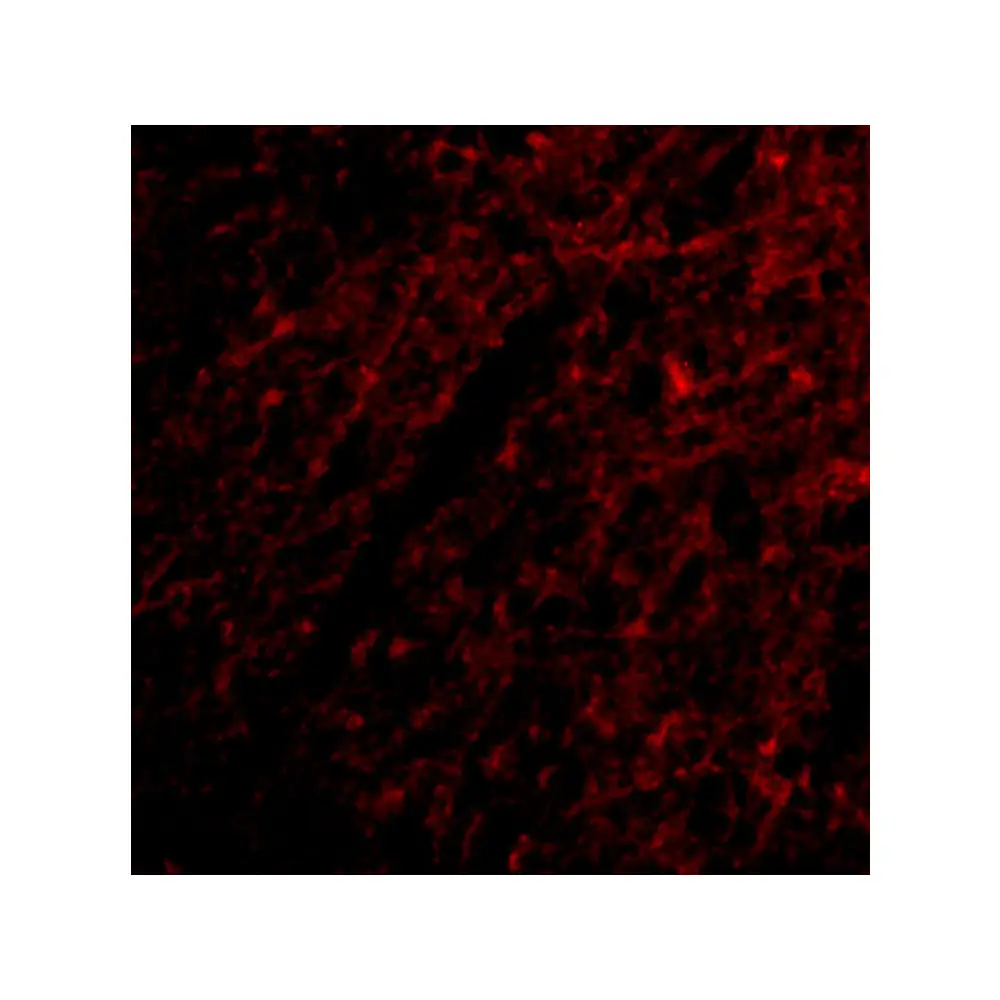 ProSci 4381_S Grik1 Antibody, ProSci, 0.02 mg/Unit Tertiary Image