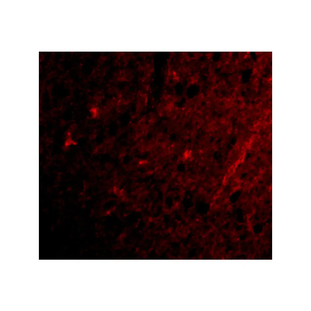 ProSci 4383 Grik1 Antibody, ProSci, 0.1 mg/Unit Tertiary Image