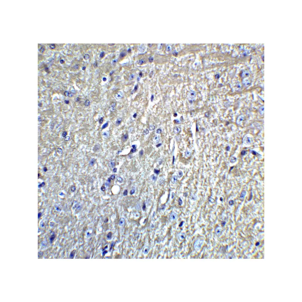 ProSci 4381_S Grik1 Antibody, ProSci, 0.02 mg/Unit Quaternary Image