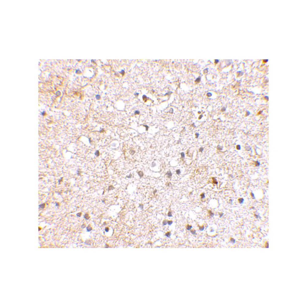 ProSci 4381_S Grik1 Antibody, ProSci, 0.02 mg/Unit Secondary Image