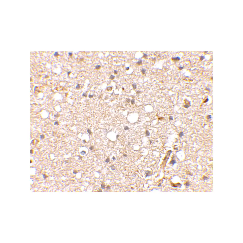 ProSci 4383_S Grik1 Antibody, ProSci, 0.02 mg/Unit Secondary Image