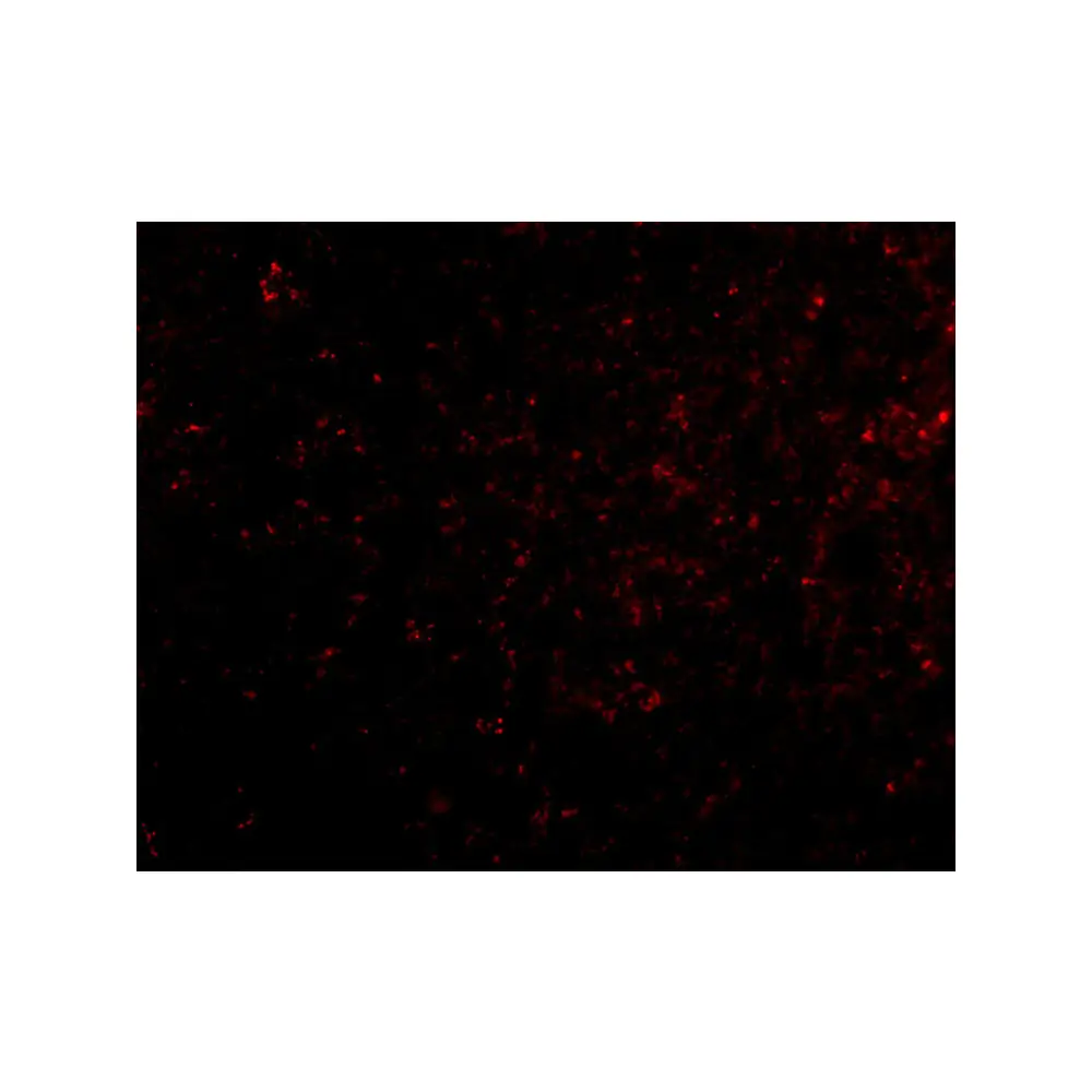 ProSci 4391 Grik4 Antibody, ProSci, 0.1 mg/Unit Tertiary Image