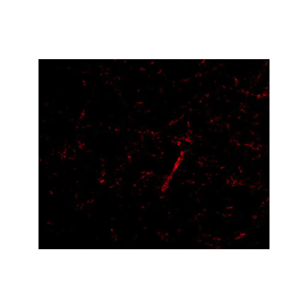 ProSci 4393 Grik4 Antibody, ProSci, 0.1 mg/Unit Tertiary Image