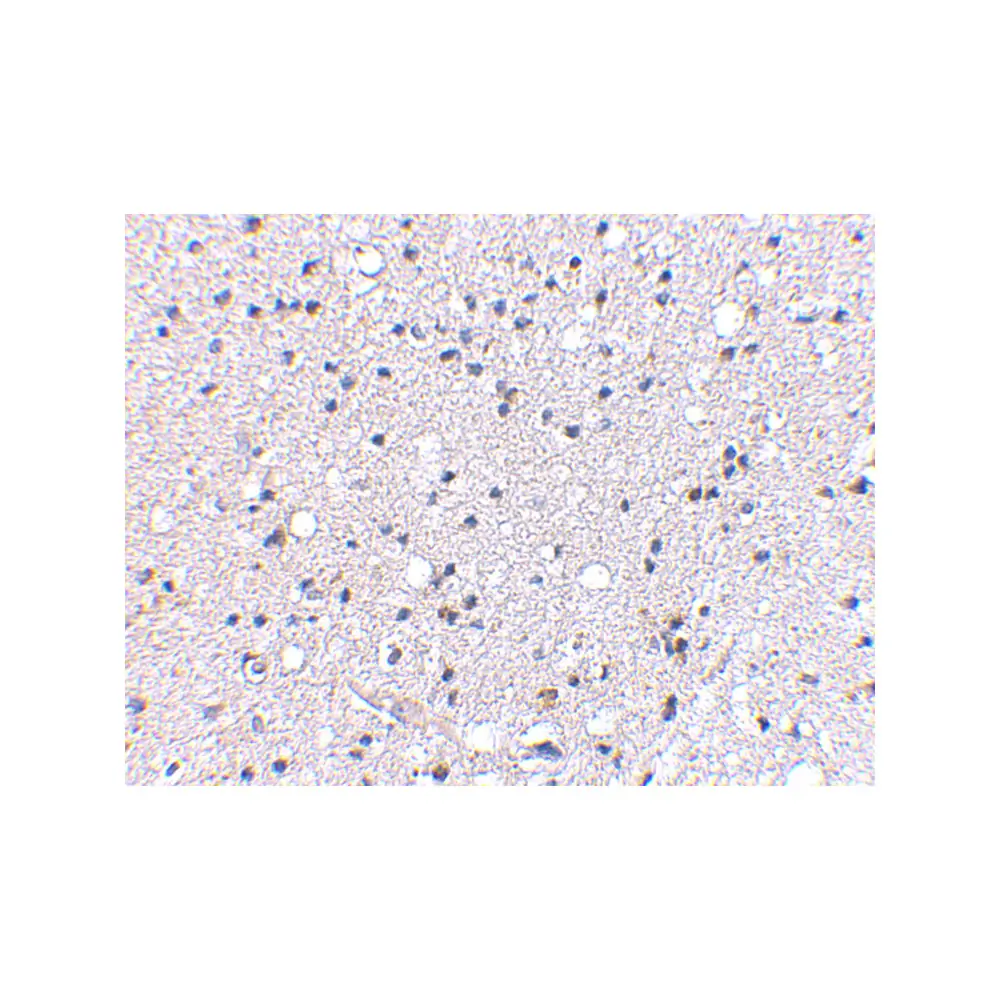 ProSci 4391 Grik4 Antibody, ProSci, 0.1 mg/Unit Secondary Image