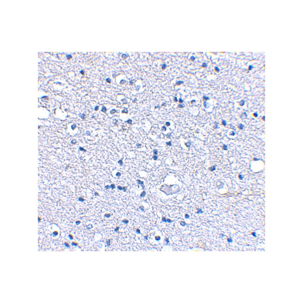 ProSci 4393 Grik4 Antibody, ProSci, 0.1 mg/Unit Secondary Image