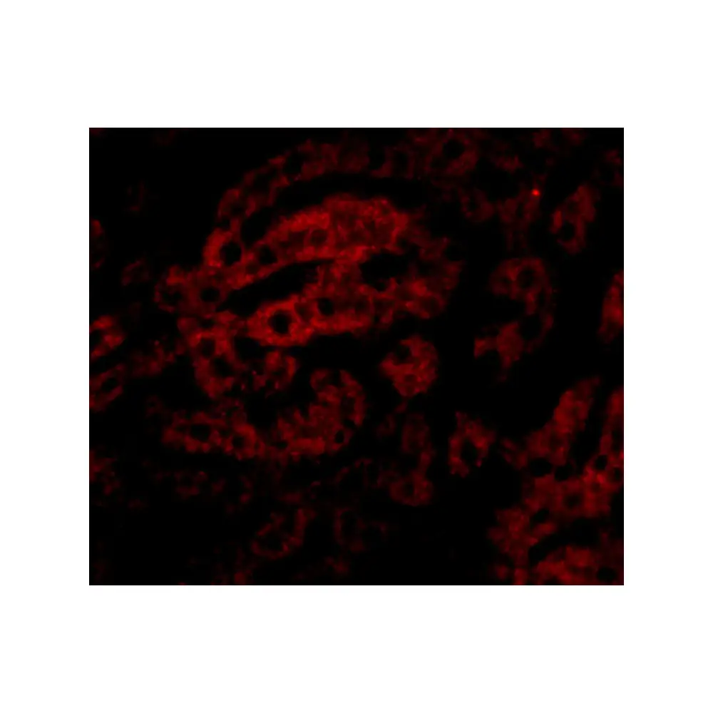 ProSci 5251 HAAO Antibody, ProSci, 0.1 mg/Unit Tertiary Image