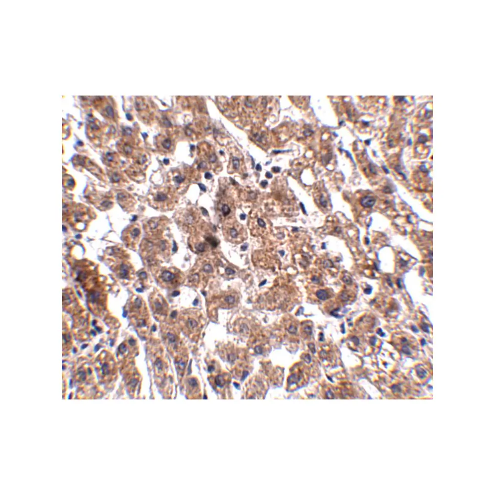 ProSci 5251 HAAO Antibody, ProSci, 0.1 mg/Unit Secondary Image