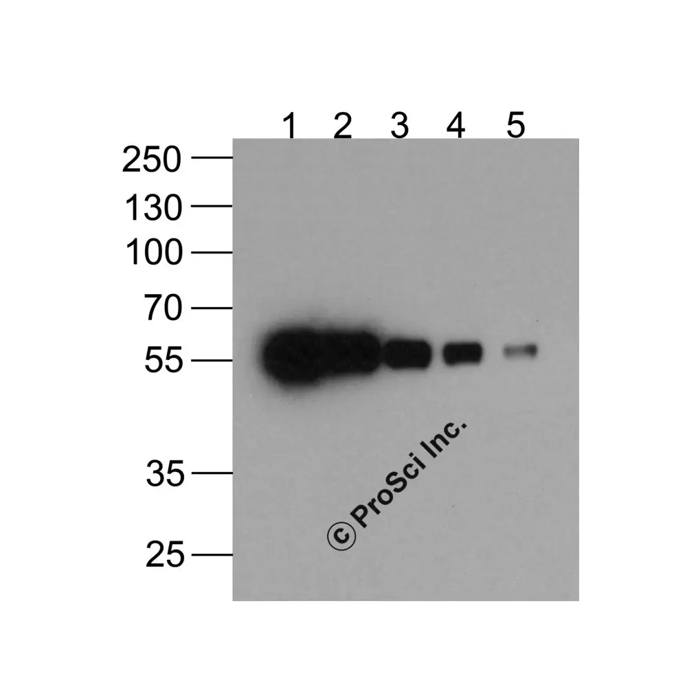 ProSci PM-7661-biotin_S HAT-tag Antibody [4A6F3] (biotin) , ProSci, 0.02 mg/Unit Primary Image