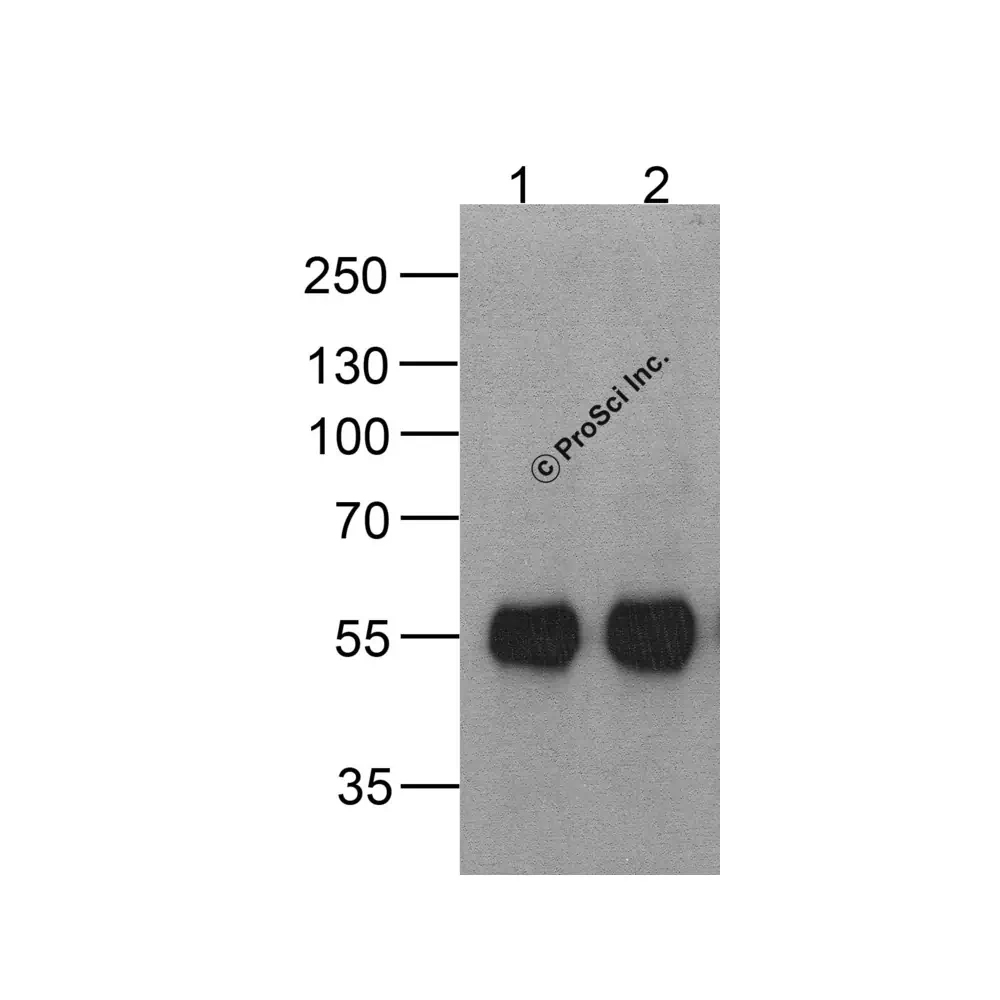 ProSci PM-7661 HAT-tag Antibody [4A6F3], ProSci, 0.1 mg/Unit Secondary Image