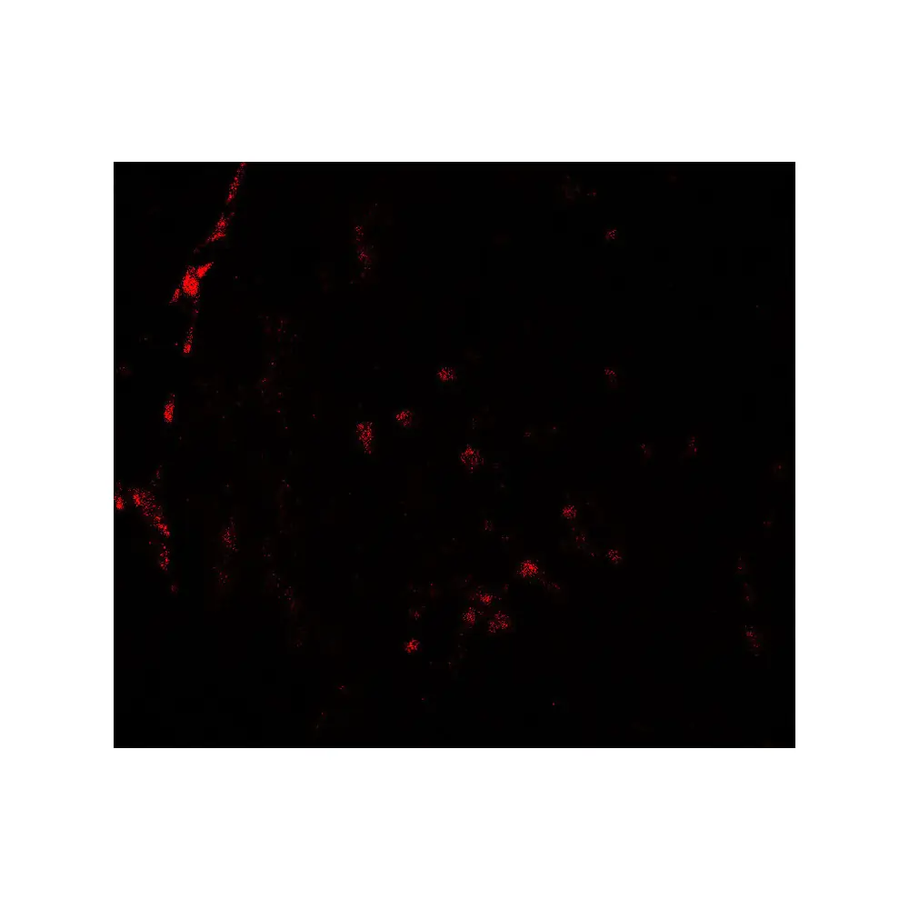 ProSci 7899 HDAC2 Antibody, ProSci, 0.1 mg/Unit Tertiary Image