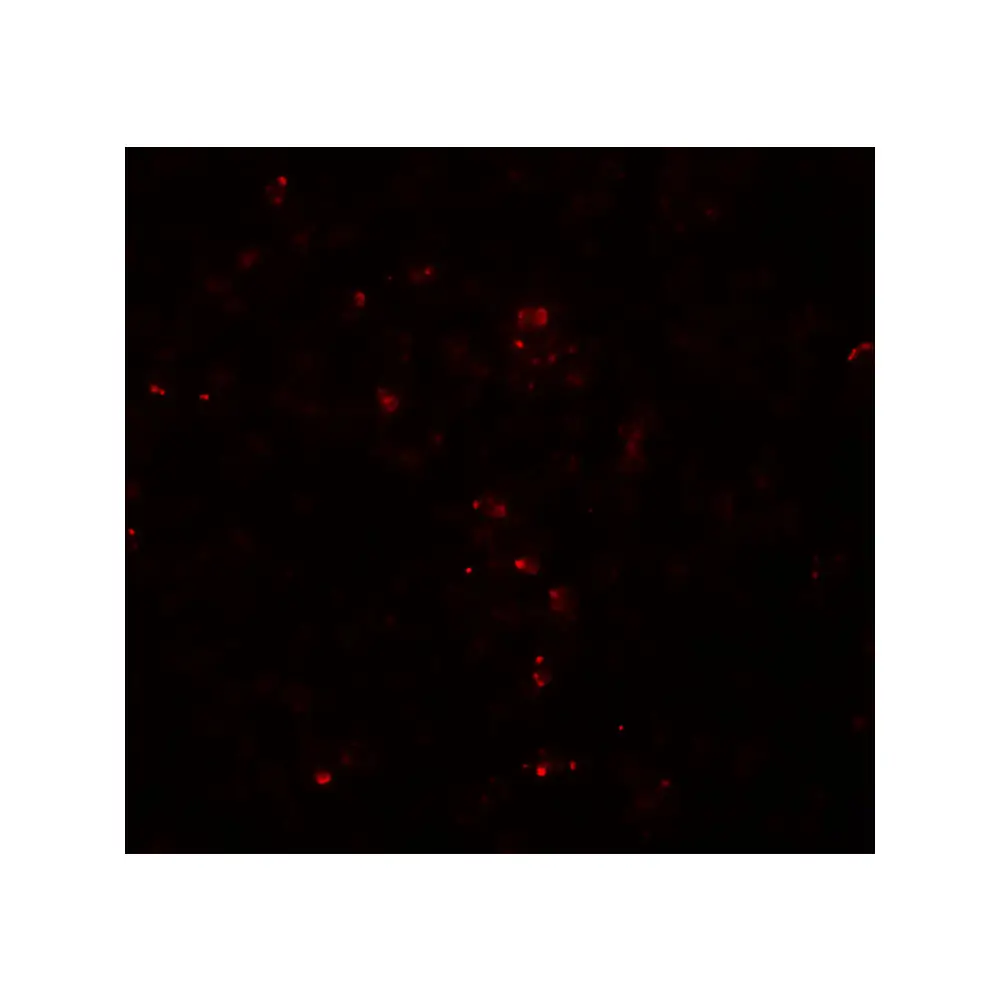 ProSci 8055_S HES5 Antibody, ProSci, 0.02 mg/Unit Tertiary Image
