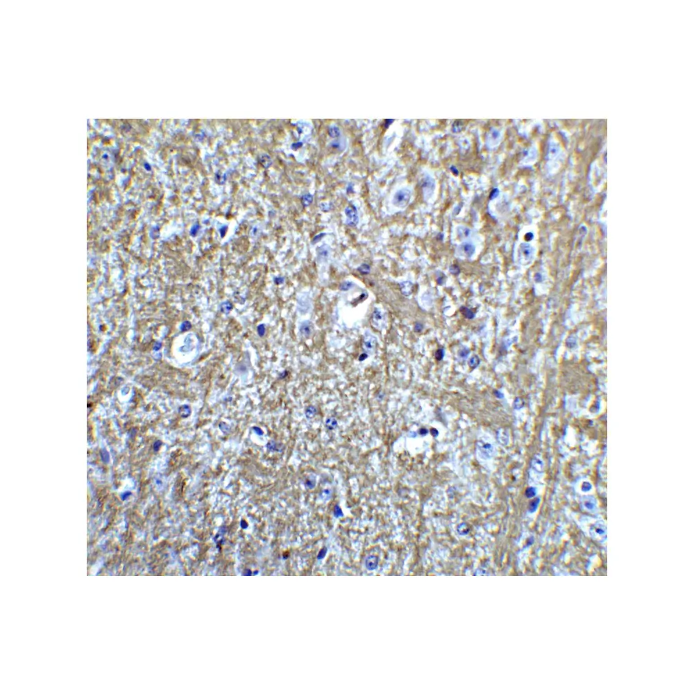 ProSci 8055_S HES5 Antibody, ProSci, 0.02 mg/Unit Quaternary Image