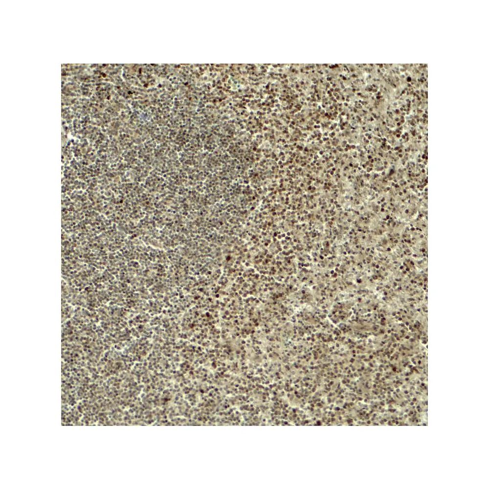 ProSci 8055_S HES5 Antibody, ProSci, 0.02 mg/Unit Secondary Image