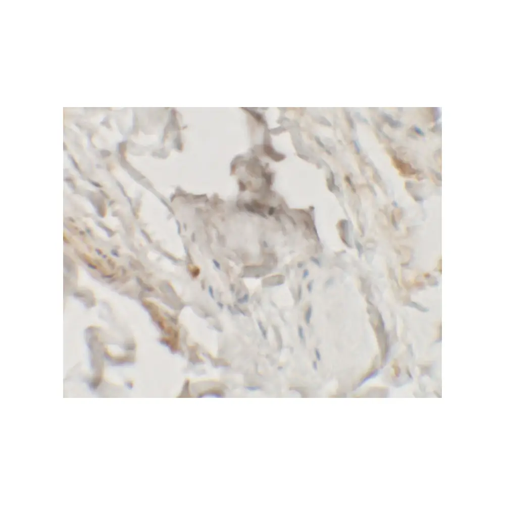 ProSci 6787_S HHATL Antibody, ProSci, 0.02 mg/Unit Secondary Image