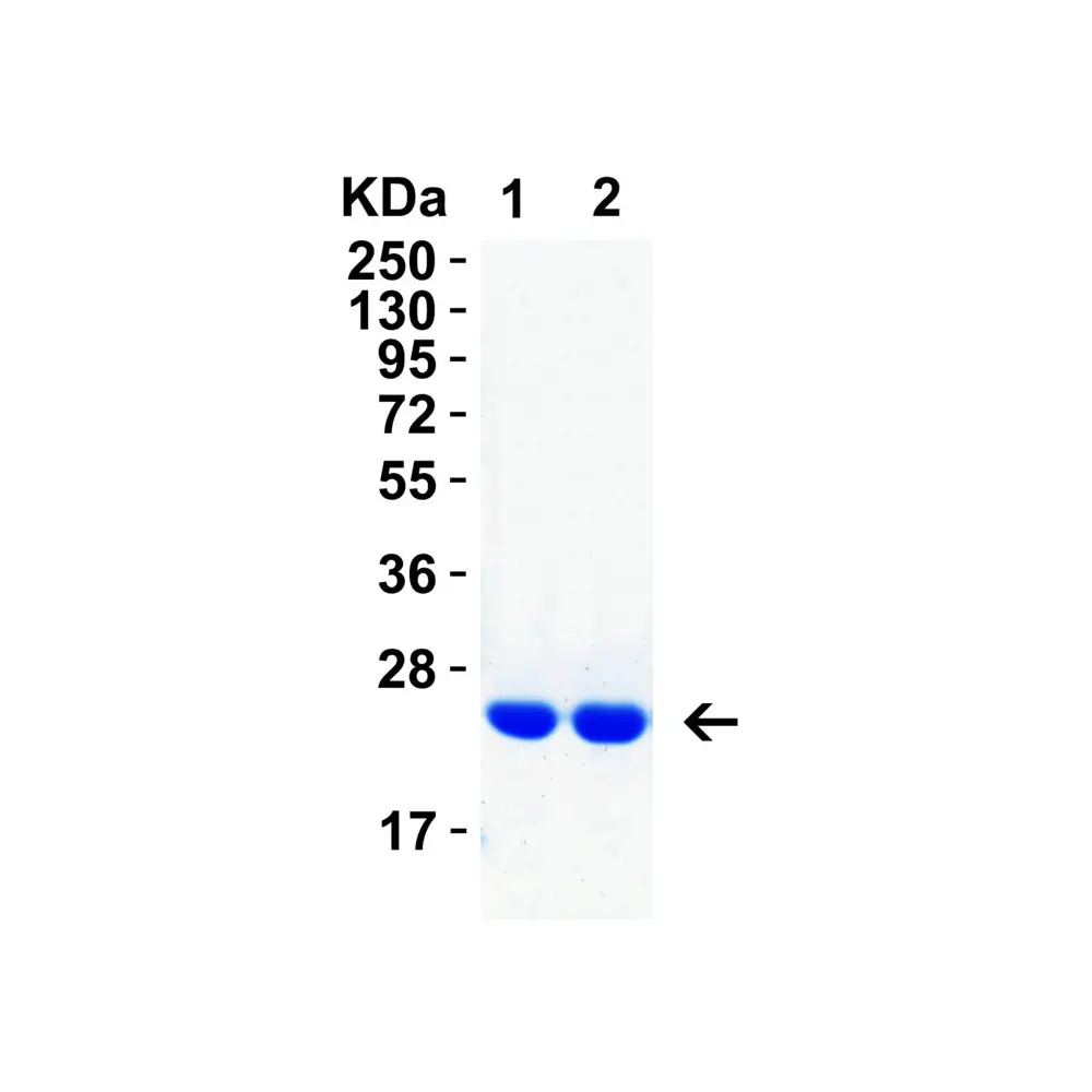 ProSci 95-130 HIV-1 p24 Recombinant Protein, ProSci, 0.05 mg/Unit Secondary Image