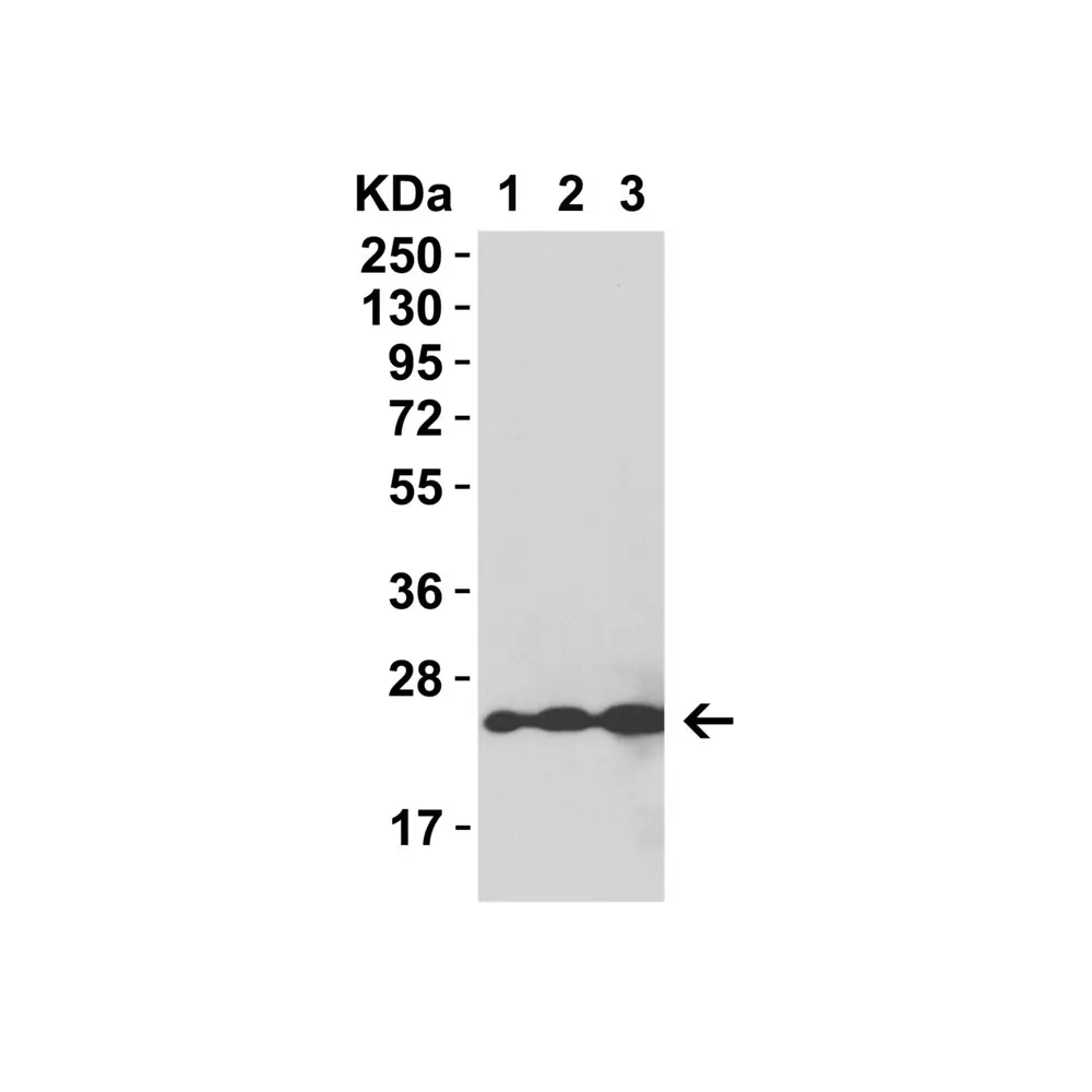 ProSci 95-130 HIV-1 p24 Recombinant Protein, ProSci, 0.05 mg/Unit Tertiary Image
