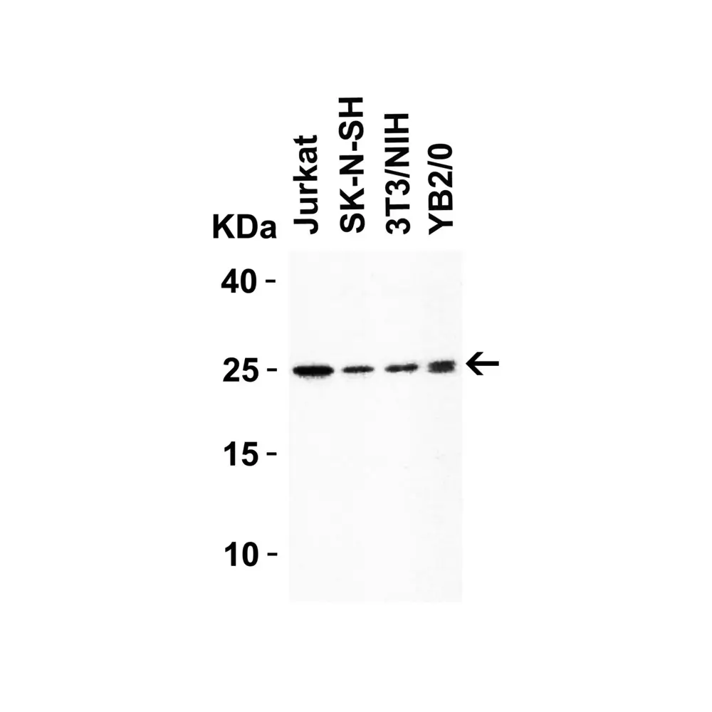 ProSci 7715 HMGB1 Antibody, ProSci, 0.1 mg/Unit Secondary Image