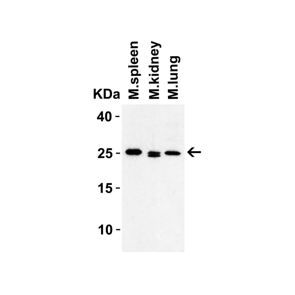 ProSci 7715 HMGB1 Antibody, ProSci, 0.1 mg/Unit Tertiary Image