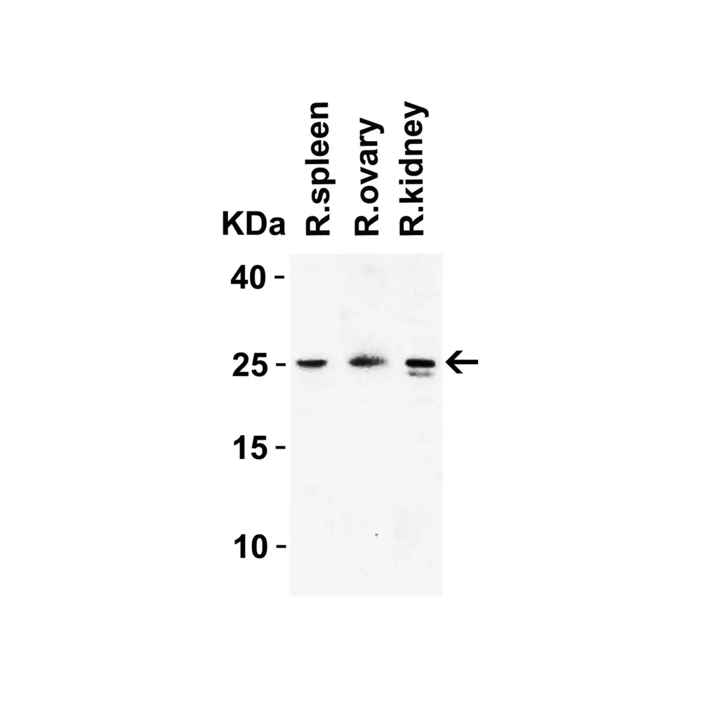 ProSci 7715 HMGB1 Antibody, ProSci, 0.1 mg/Unit Quaternary Image