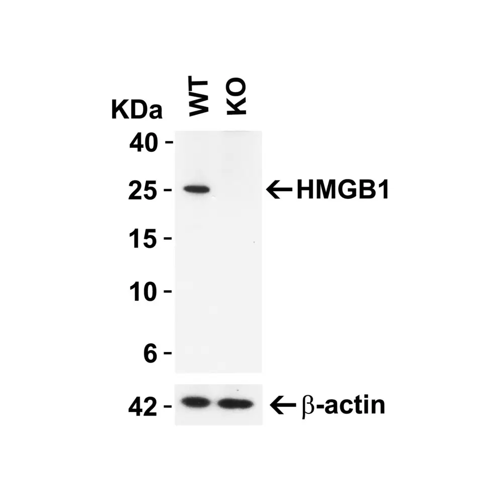 ProSci 7715 HMGB1 Antibody, ProSci, 0.1 mg/Unit Primary Image