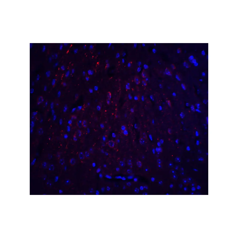 ProSci 8425 HOOK3 Antibody, ProSci, 0.1 mg/Unit Tertiary Image