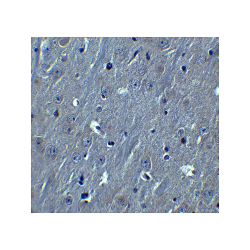 ProSci 8425 HOOK3 Antibody, ProSci, 0.1 mg/Unit Secondary Image