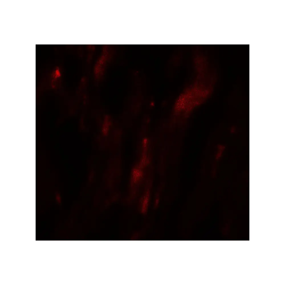 ProSci 8143 HOPX Antibody, ProSci, 0.1 mg/Unit Tertiary Image