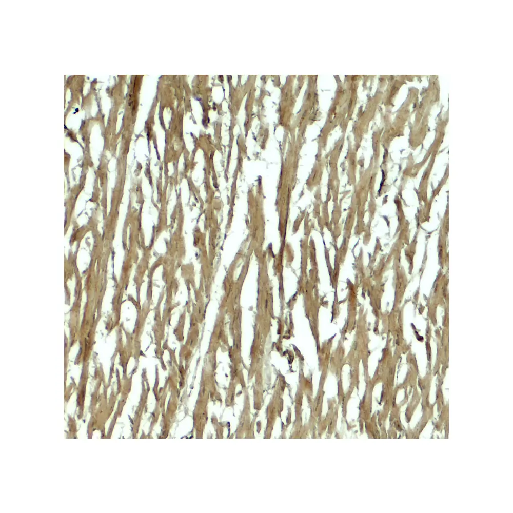 ProSci 8143 HOPX Antibody, ProSci, 0.1 mg/Unit Secondary Image