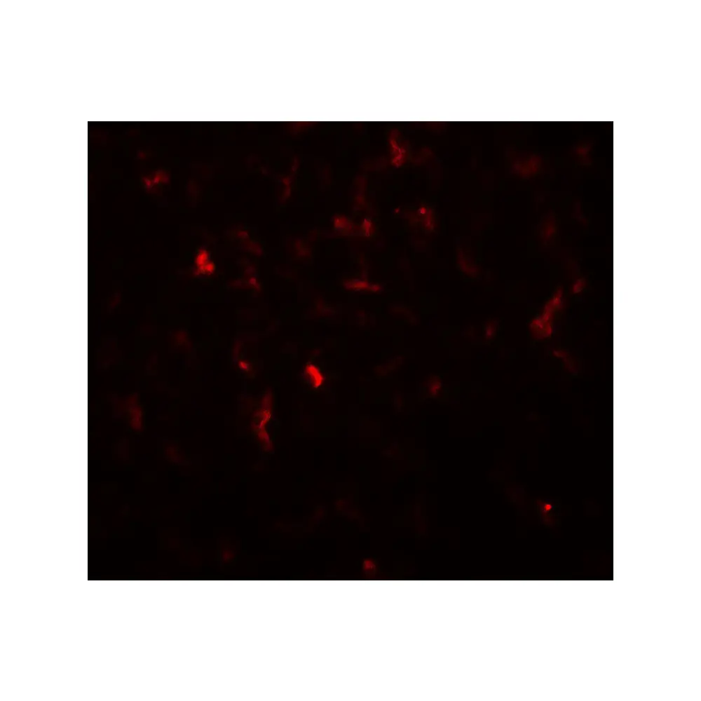 ProSci 8217_S Hexokinase 1 Antibody, ProSci, 0.02 mg/Unit Tertiary Image