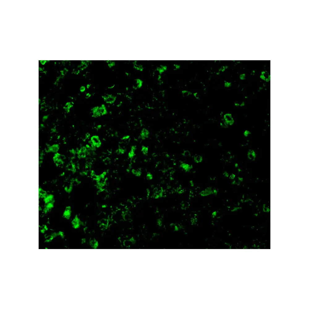 ProSci 2001 ICAD Antibody, ProSci, 0.1 mg/Unit Tertiary Image