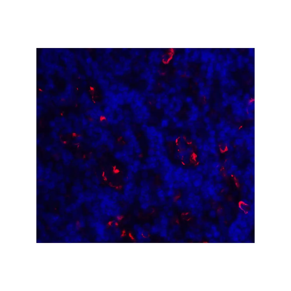 ProSci 8685_S ICOS Antibody, ProSci, 0.02 mg/Unit Secondary Image