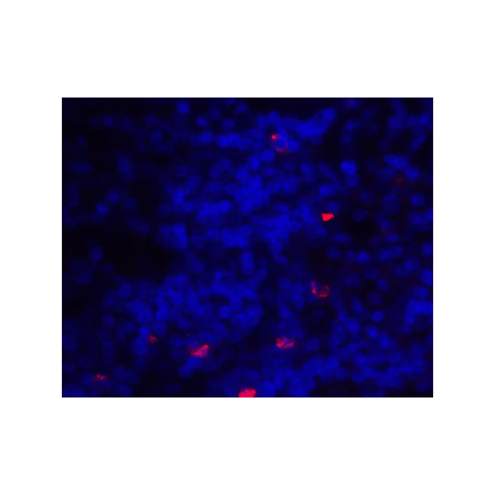 ProSci 8687 ICOSLG Antibody, ProSci, 0.1 mg/Unit Tertiary Image