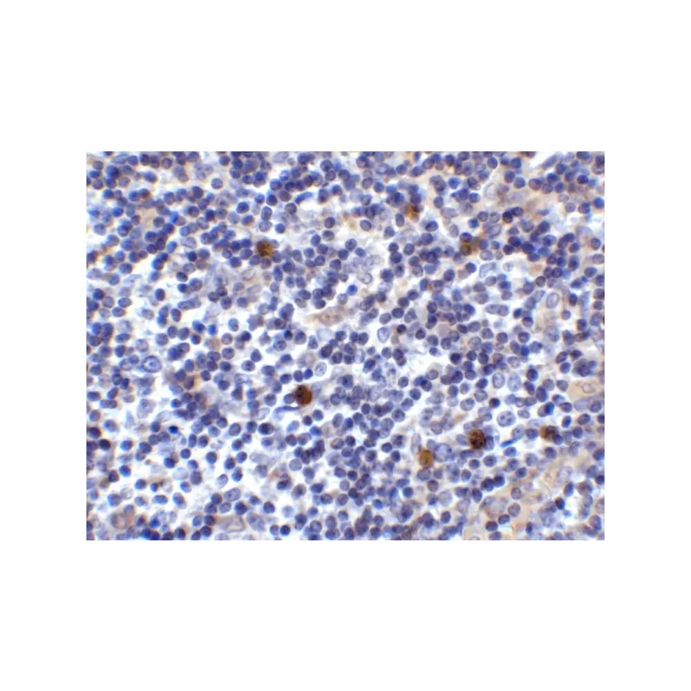 ProSci 8687 ICOSLG Antibody, ProSci, 0.1 mg/Unit Secondary Image