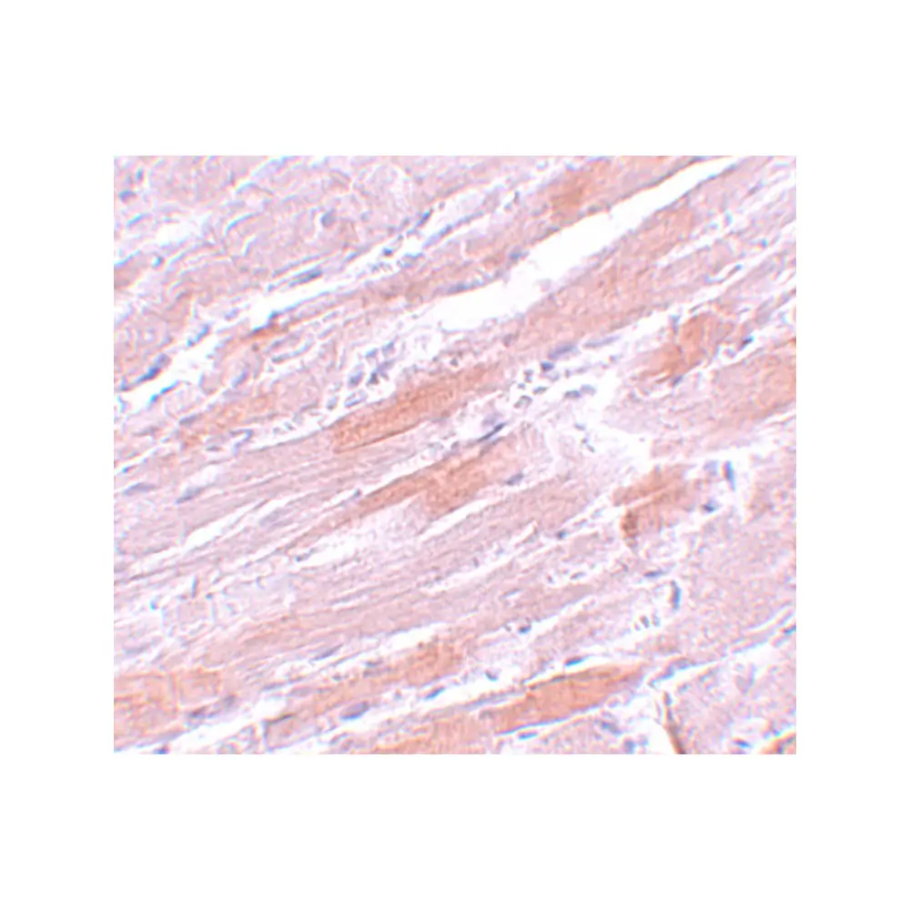ProSci 5821 IDH2 Antibody, ProSci, 0.1 mg/Unit Secondary Image
