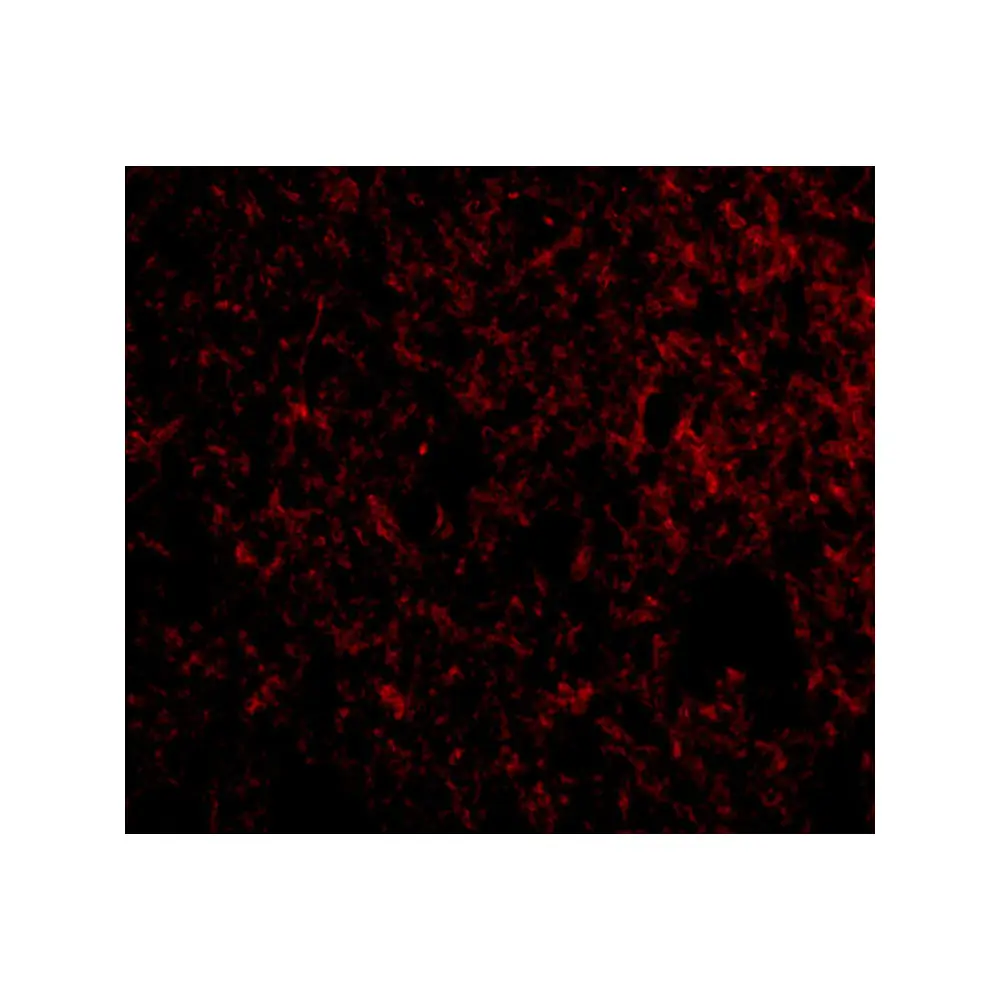 ProSci 4247 IEX-1 Antibody, ProSci, 0.1 mg/Unit Tertiary Image