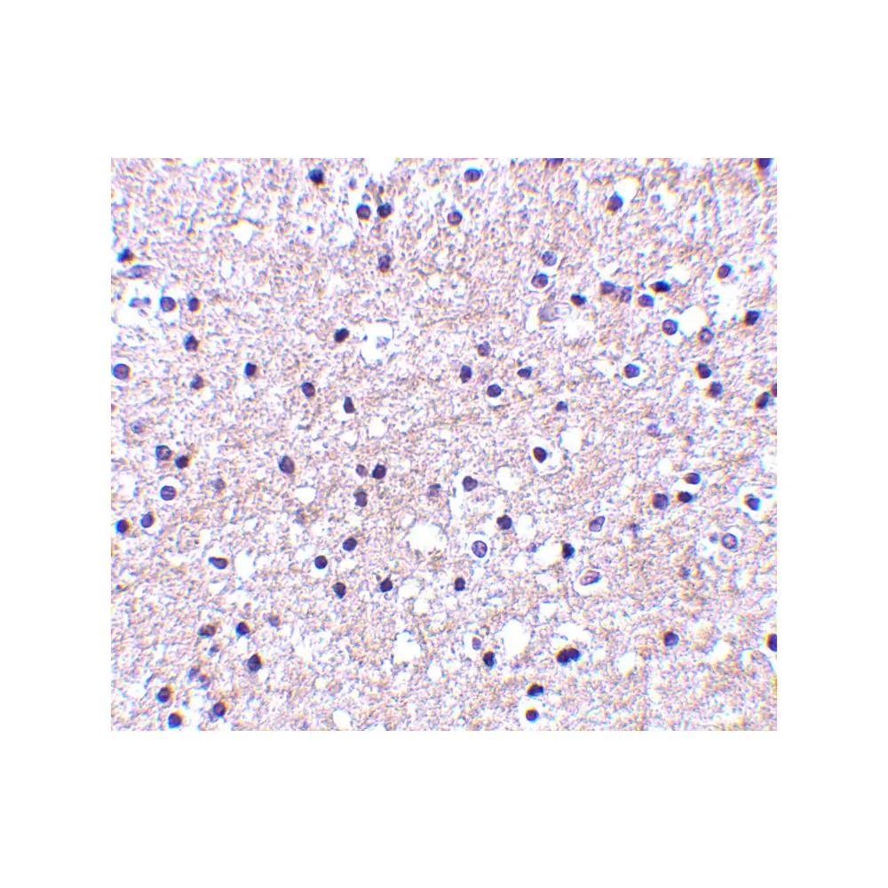ProSci 4247 IEX-1 Antibody, ProSci, 0.1 mg/Unit Secondary Image