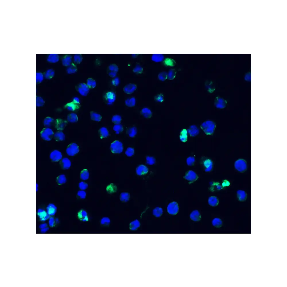 ProSci 9641 IFI16 (CT) Antibody, ProSci, 0.1 mg/Unit Quaternary Image