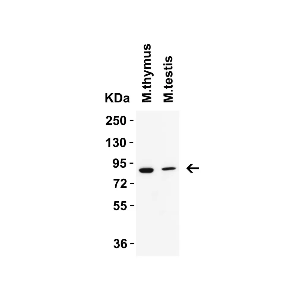 ProSci 9641_S IFI16 (CT) Antibody, ProSci, 0.02 mg/Unit Secondary Image