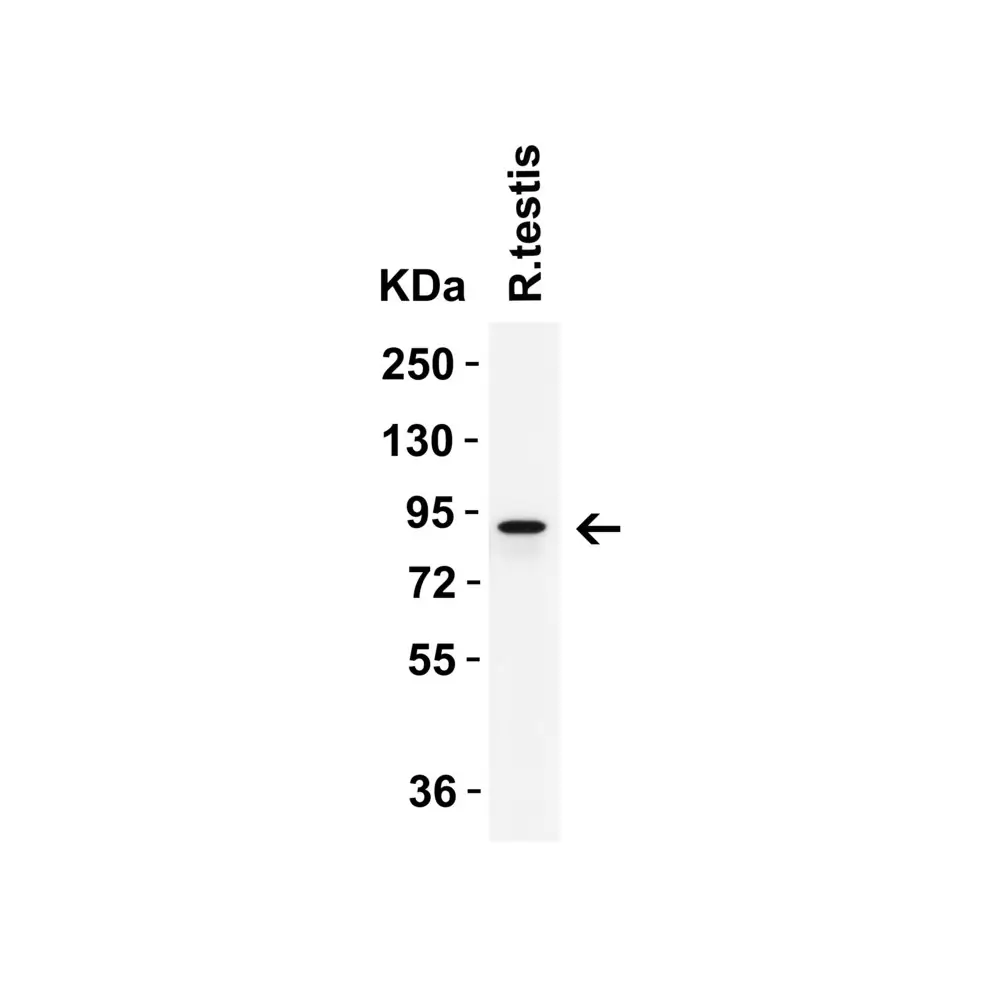 ProSci 9641 IFI16 (CT) Antibody, ProSci, 0.1 mg/Unit Tertiary Image