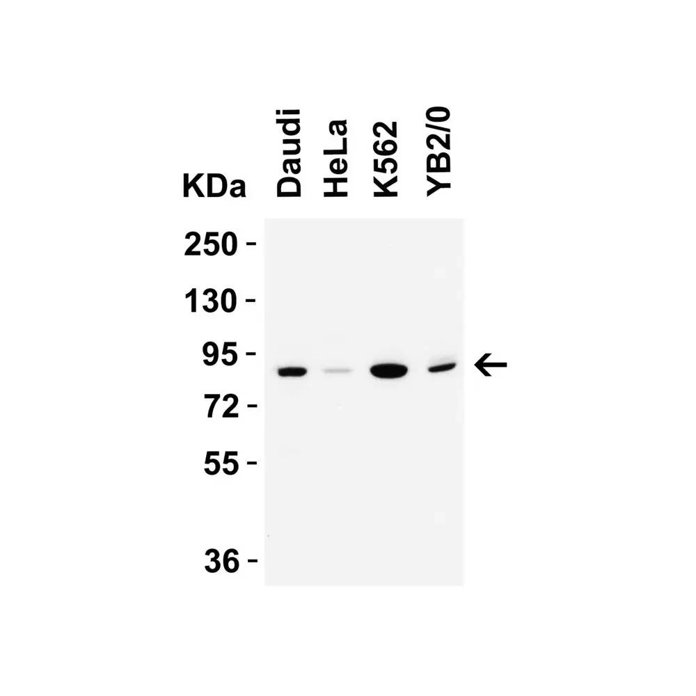 ProSci 9641 IFI16 (CT) Antibody, ProSci, 0.1 mg/Unit Primary Image