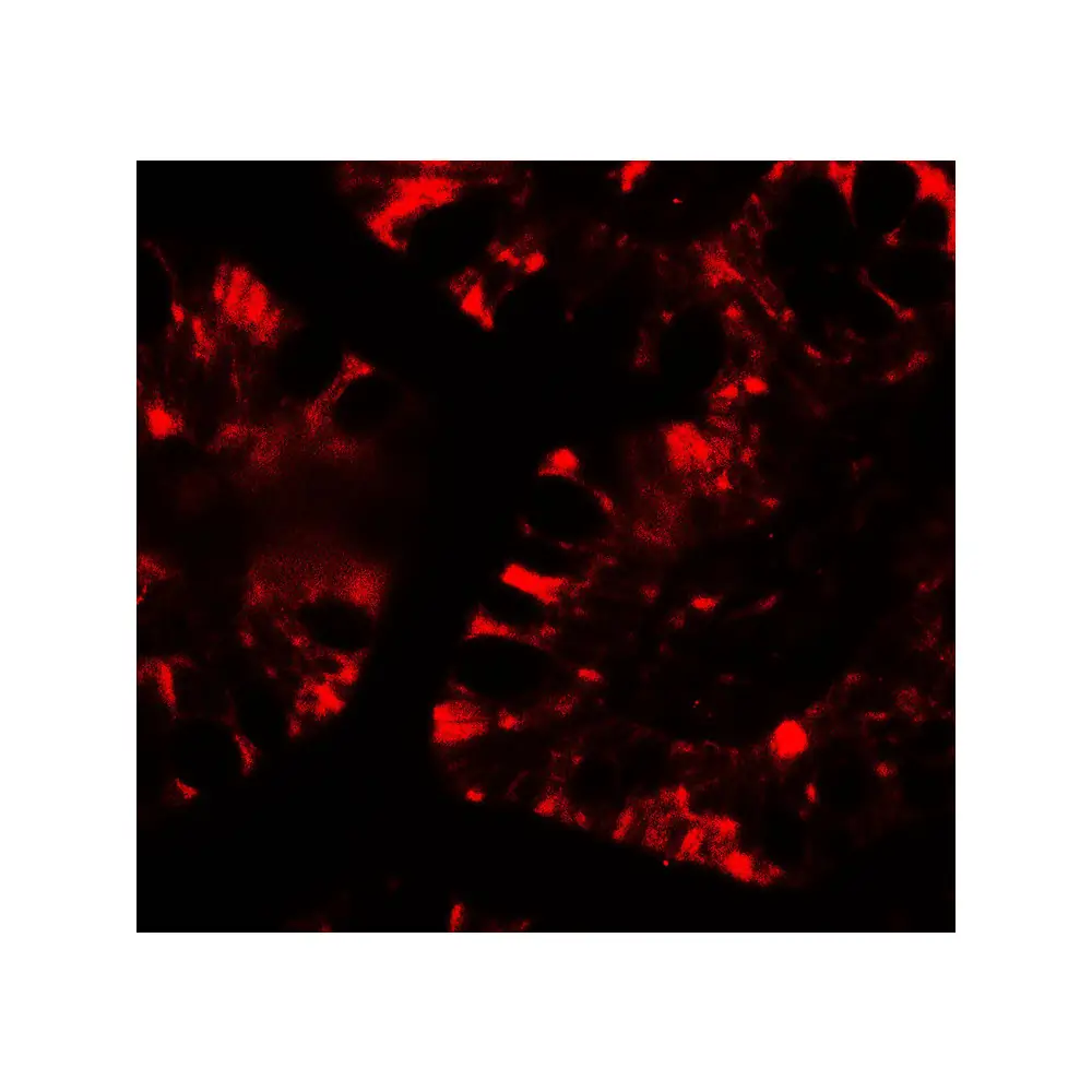 ProSci 7757 IFIT1 Antibody, ProSci, 0.1 mg/Unit Tertiary Image