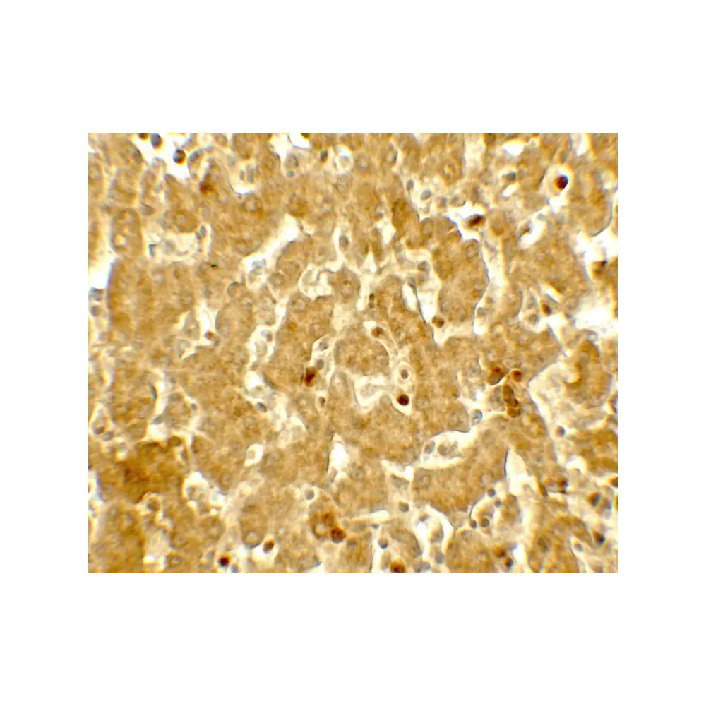 ProSci 7759_S IFIT3 Antibody , ProSci, 0.02 mg/Unit Secondary Image