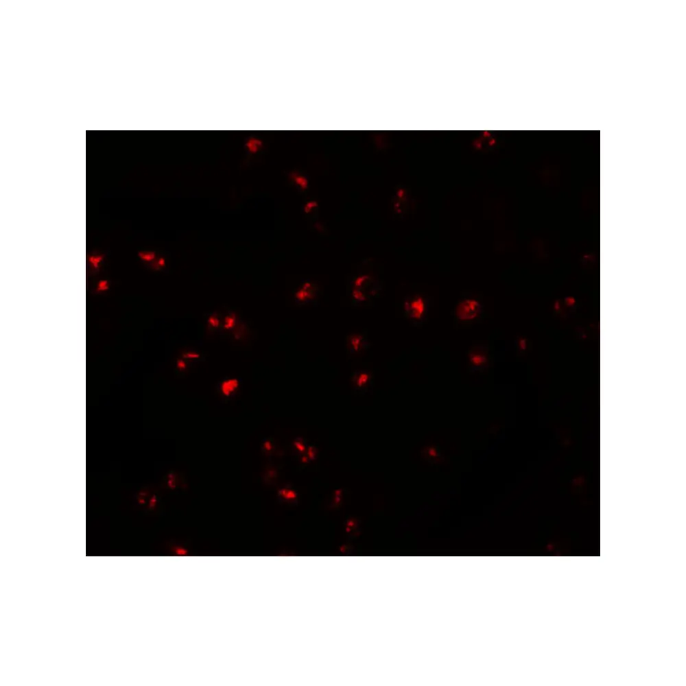 ProSci 5807 IFITM1 Antibody, ProSci, 0.1 mg/Unit Tertiary Image