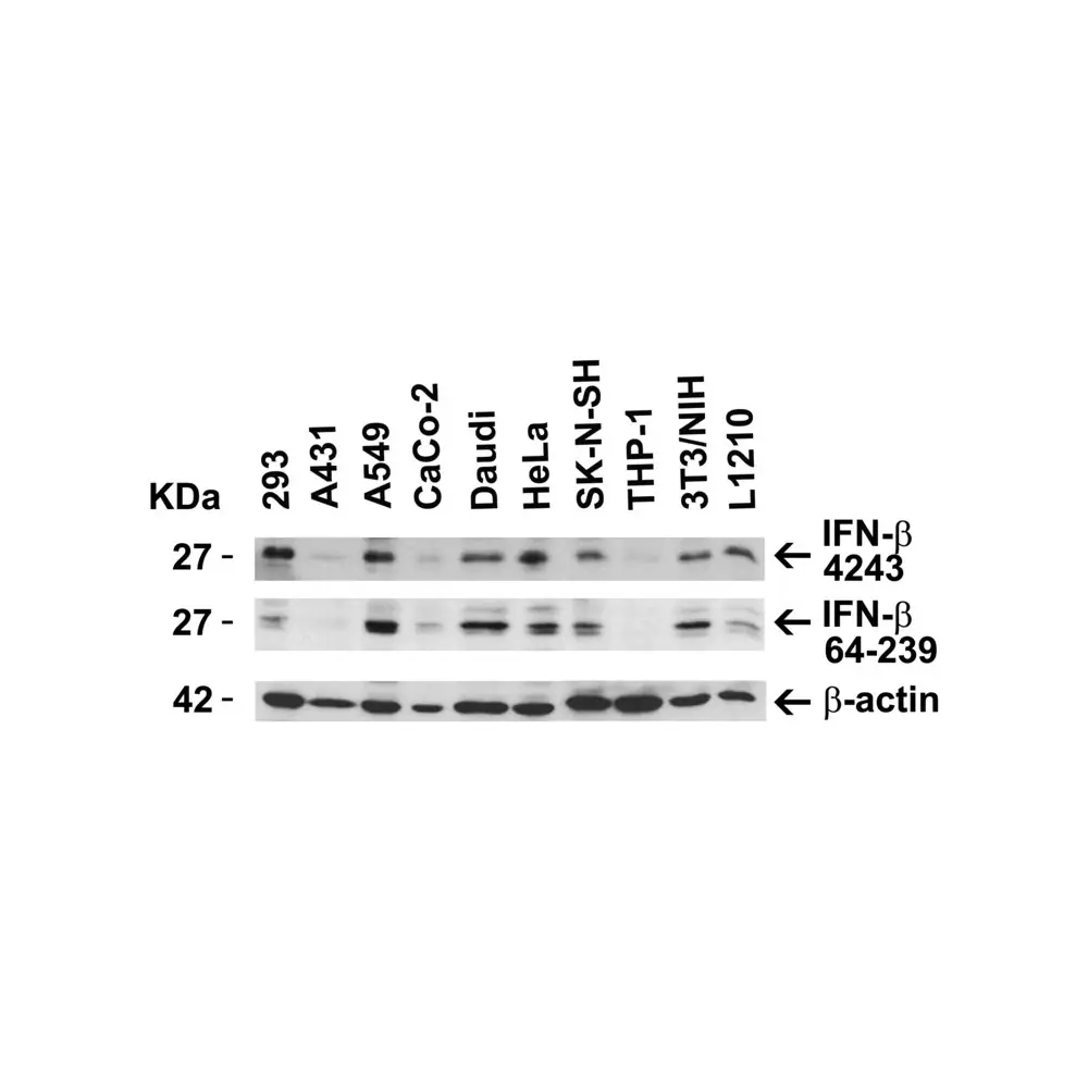 ProSci 4243 IFN-beta Antibody, ProSci, 0.1 mg/Unit Secondary Image
