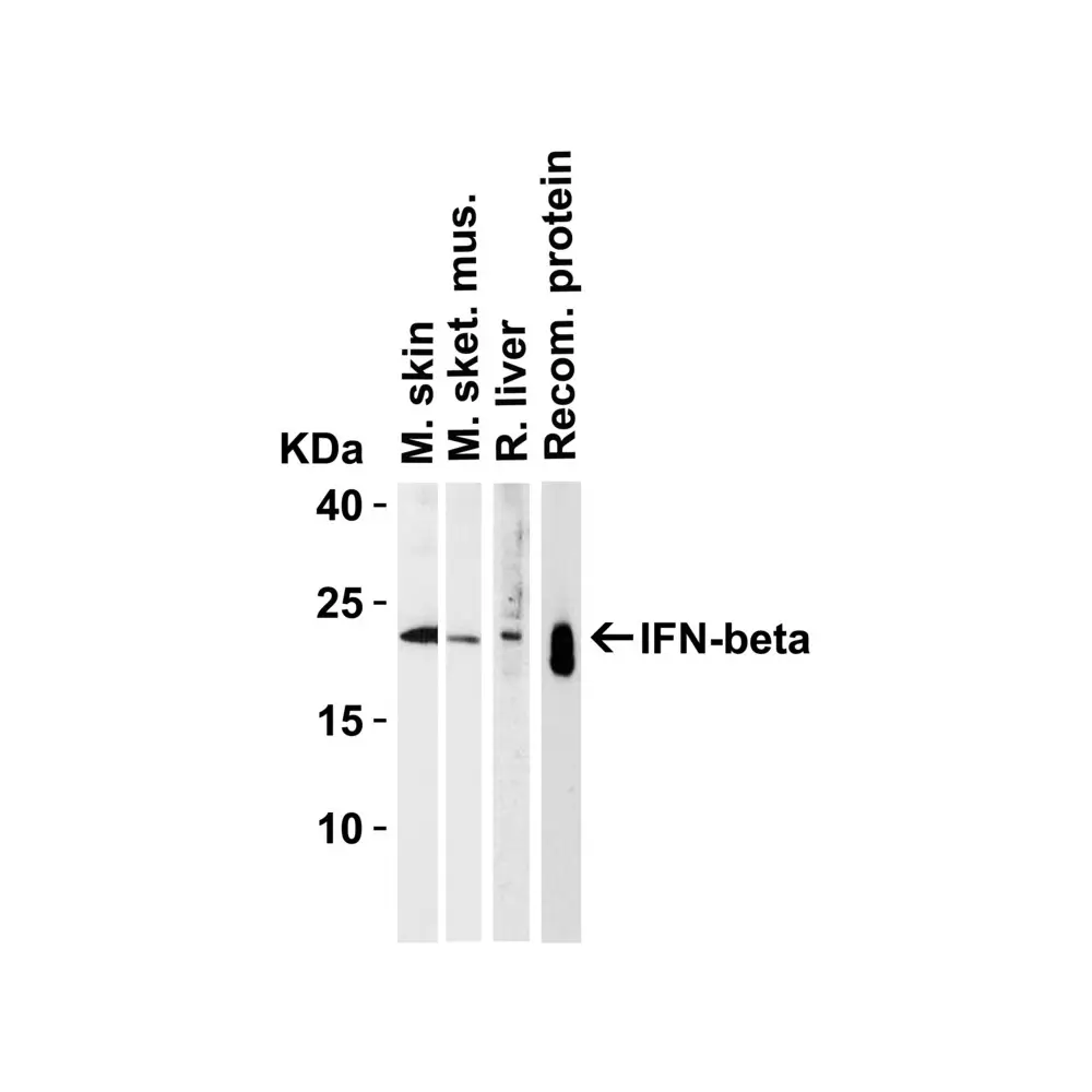 ProSci 4243 IFN-beta Antibody, ProSci, 0.1 mg/Unit Tertiary Image