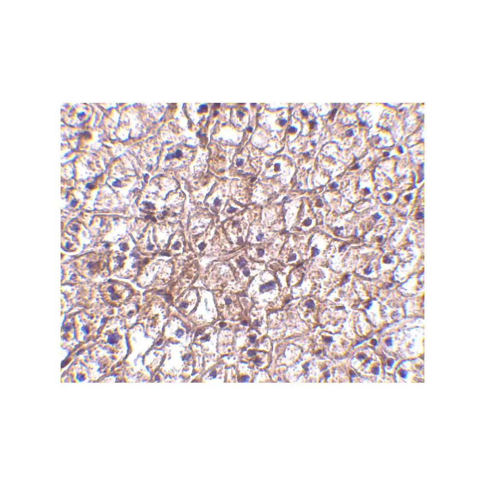 ProSci 4243_S IFN-beta Antibody, ProSci, 0.02 mg/Unit Quaternary Image
