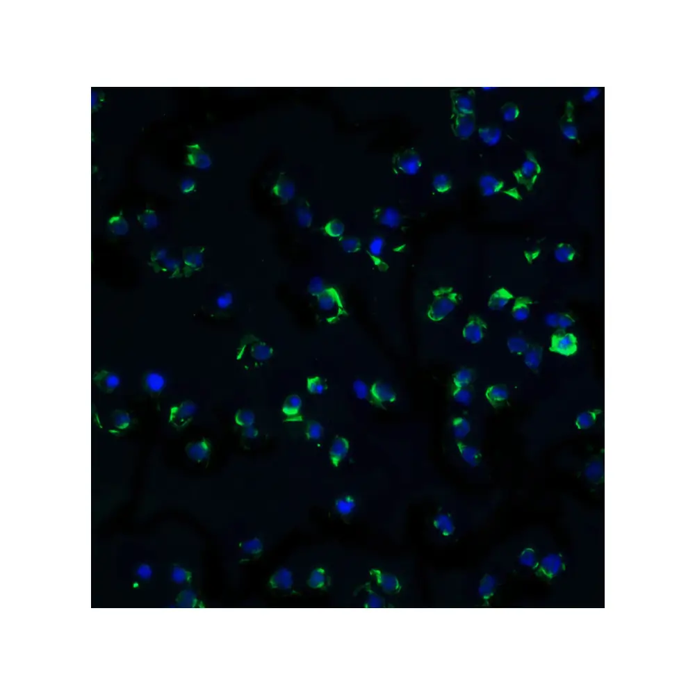 ProSci 2025 IKK alpha Antibody, ProSci, 0.1 mg/Unit Quaternary Image